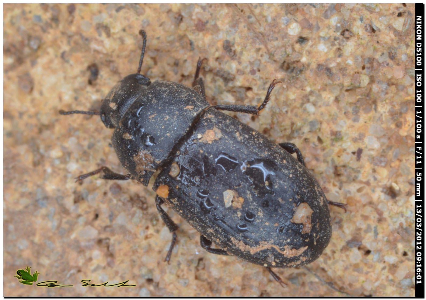 Tenebrionidae? da Porto Ferro