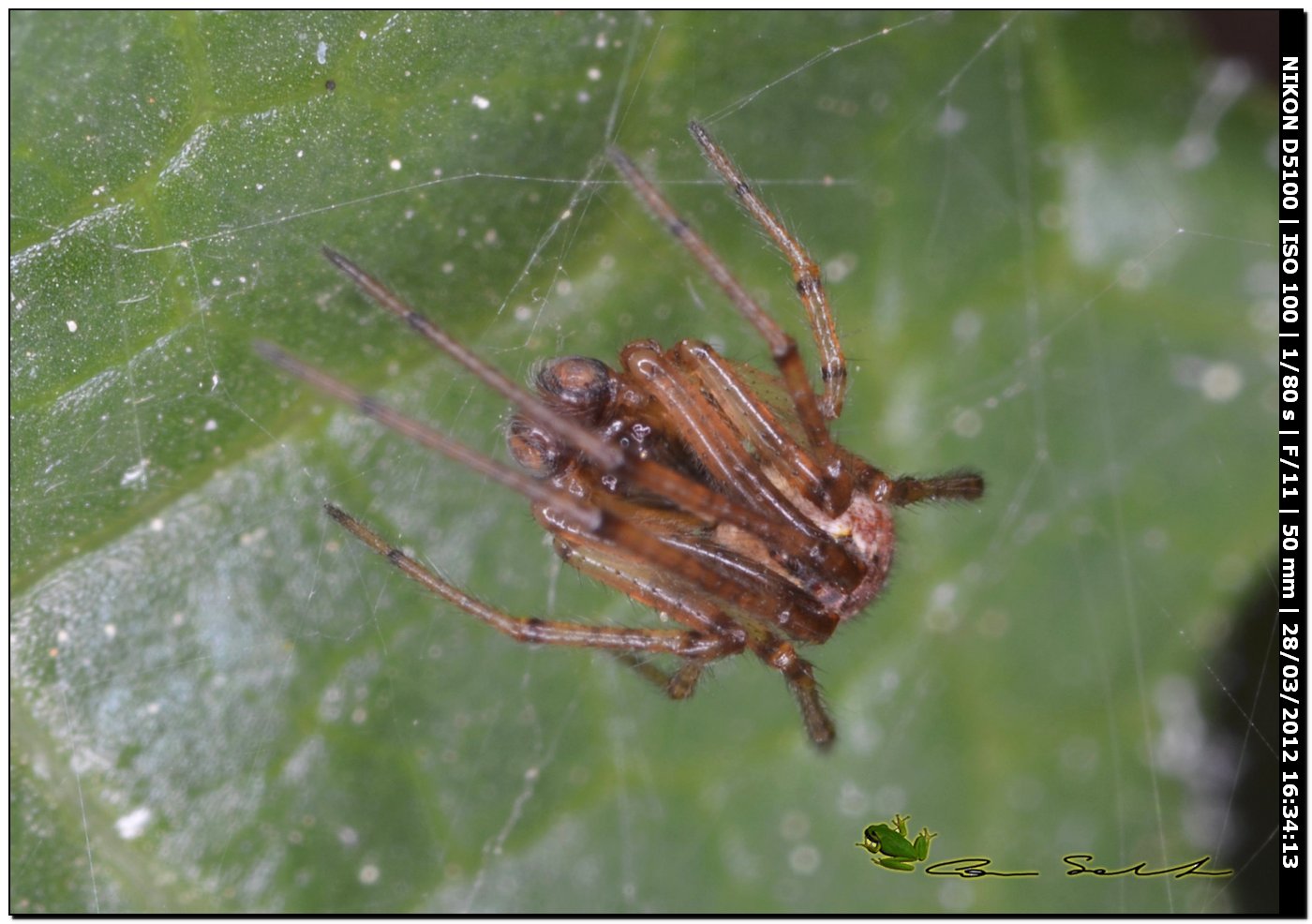Kochiura aulica