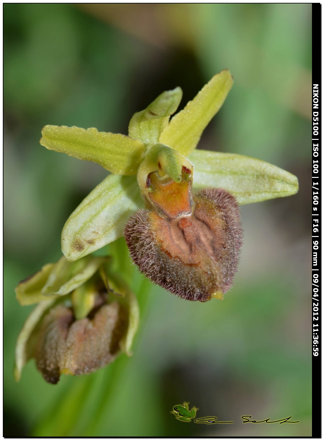 Orchidea da Usini, sfiorita?