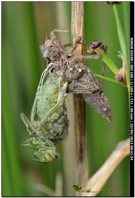 Orthetrum cancellatum, metamorfosi