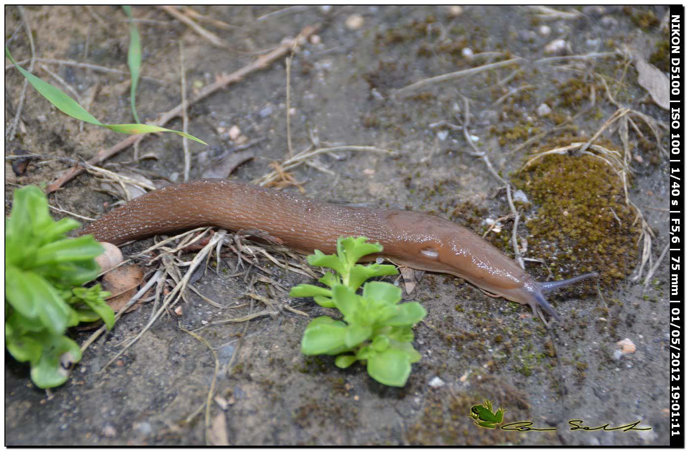 Limax gruppo corsicus da Ittiri (marrone)