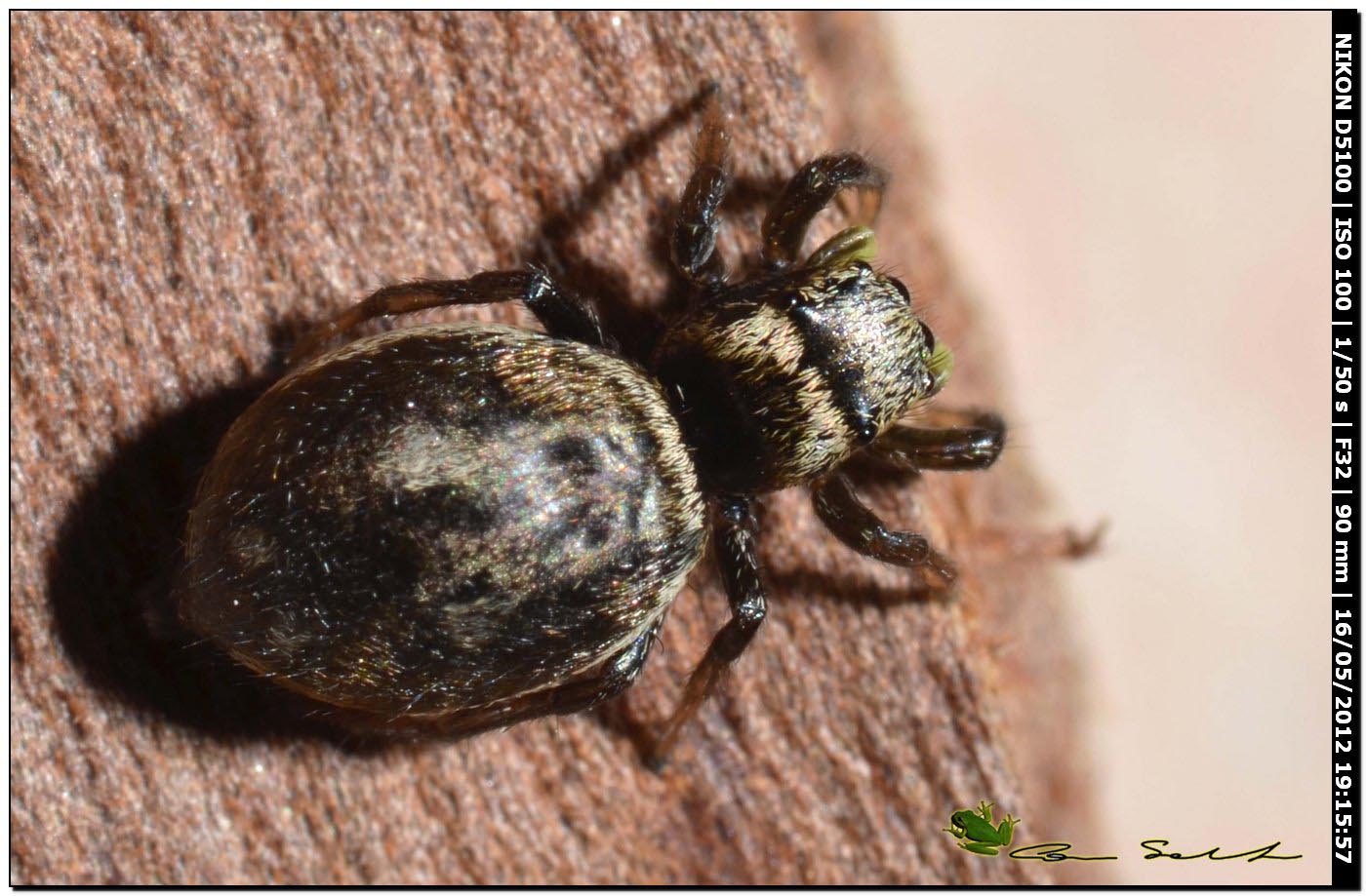 Heliophanus sp.