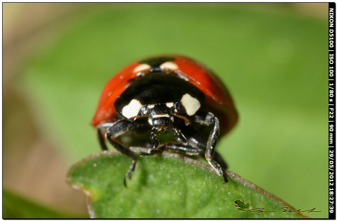 Coccinella septempunctata