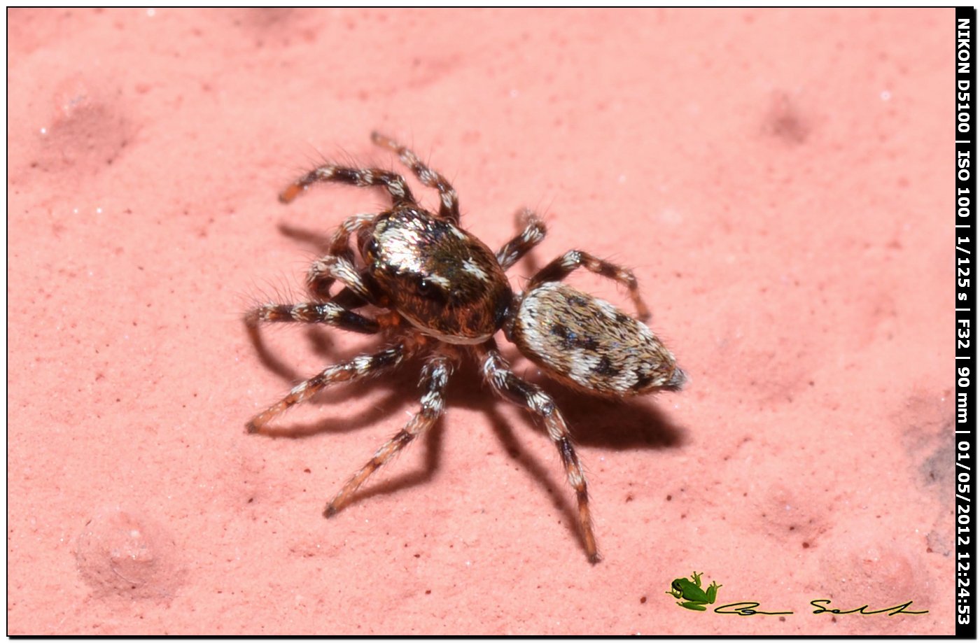 Salticus sp.