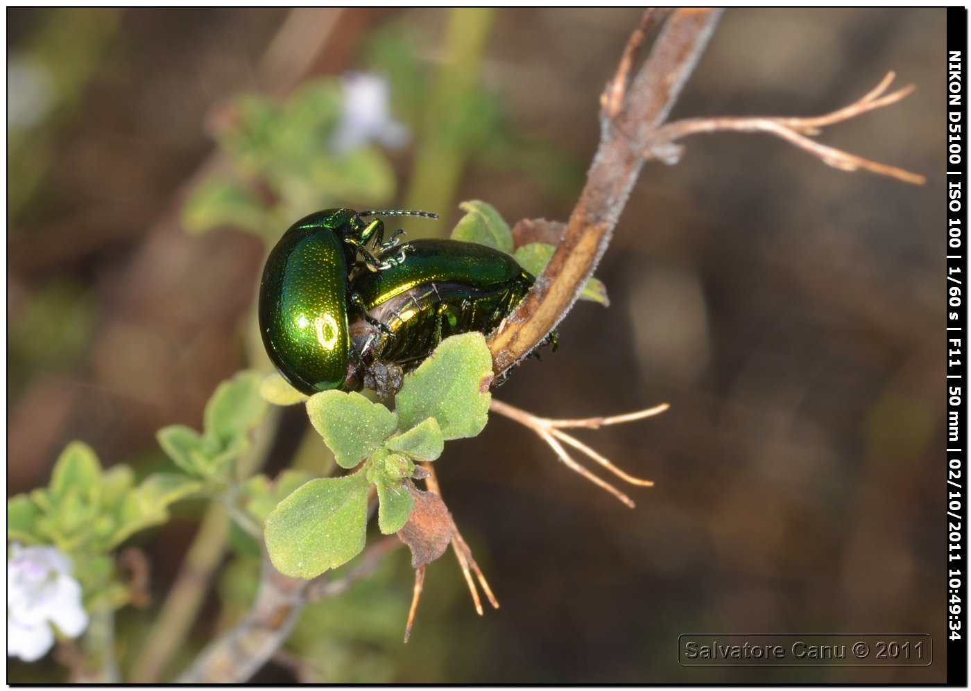 Chrysomelidae, Altica oleracea?