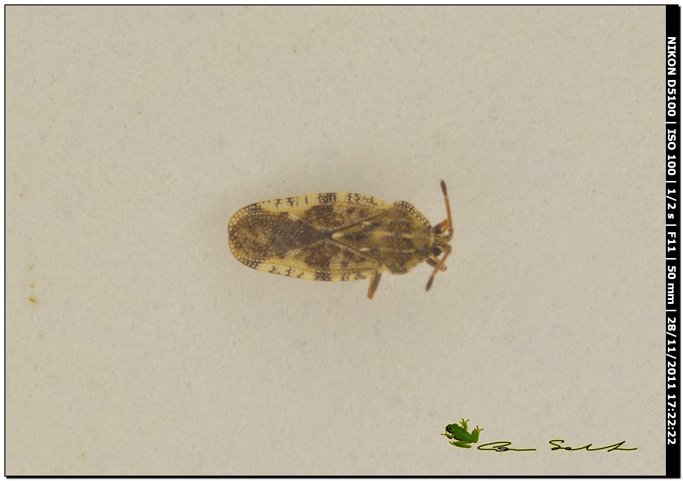 Tingis (Tingis) cardui
