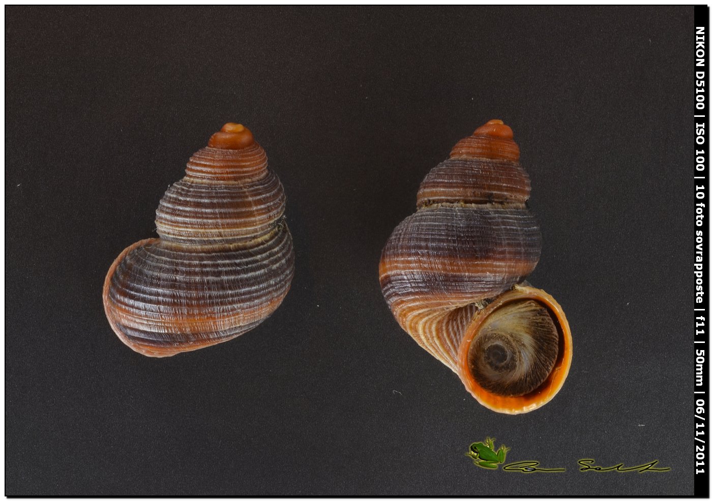Tudorella sulcata