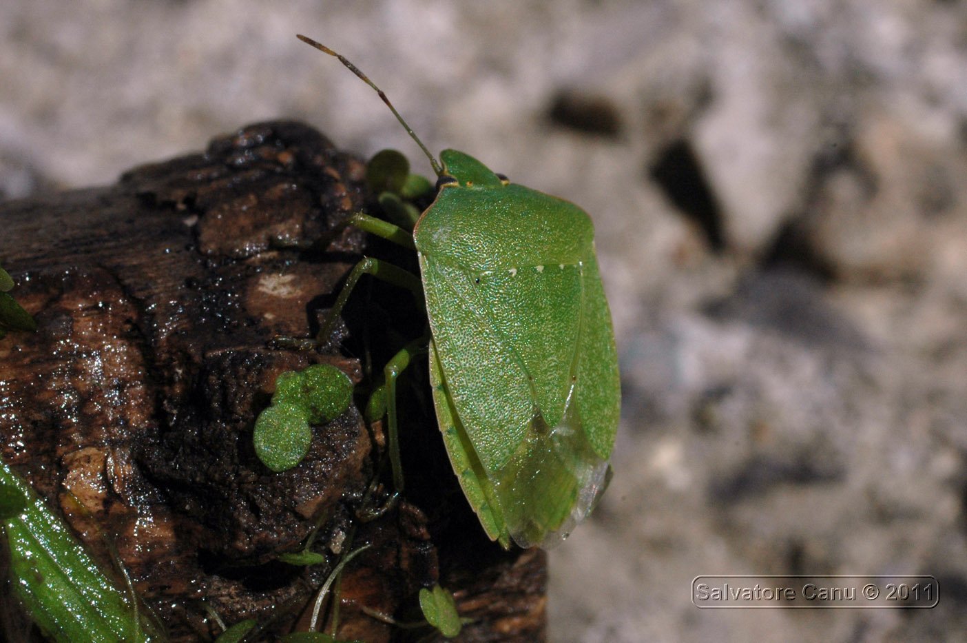 Pentatomidae: Nezara viridula di Tissi (SS)