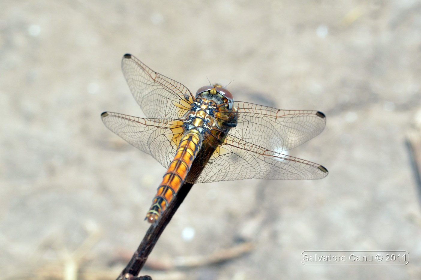 Dubbio?? Trithemis, Crocothemis e/o ....