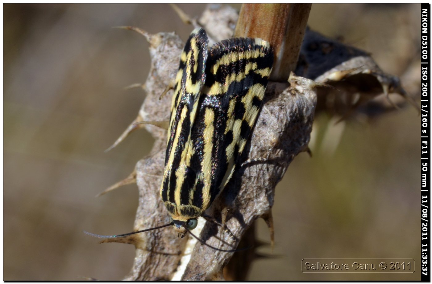 Acontia trabealis