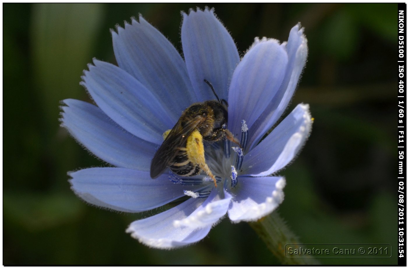 Apidae Halictinae, femmina