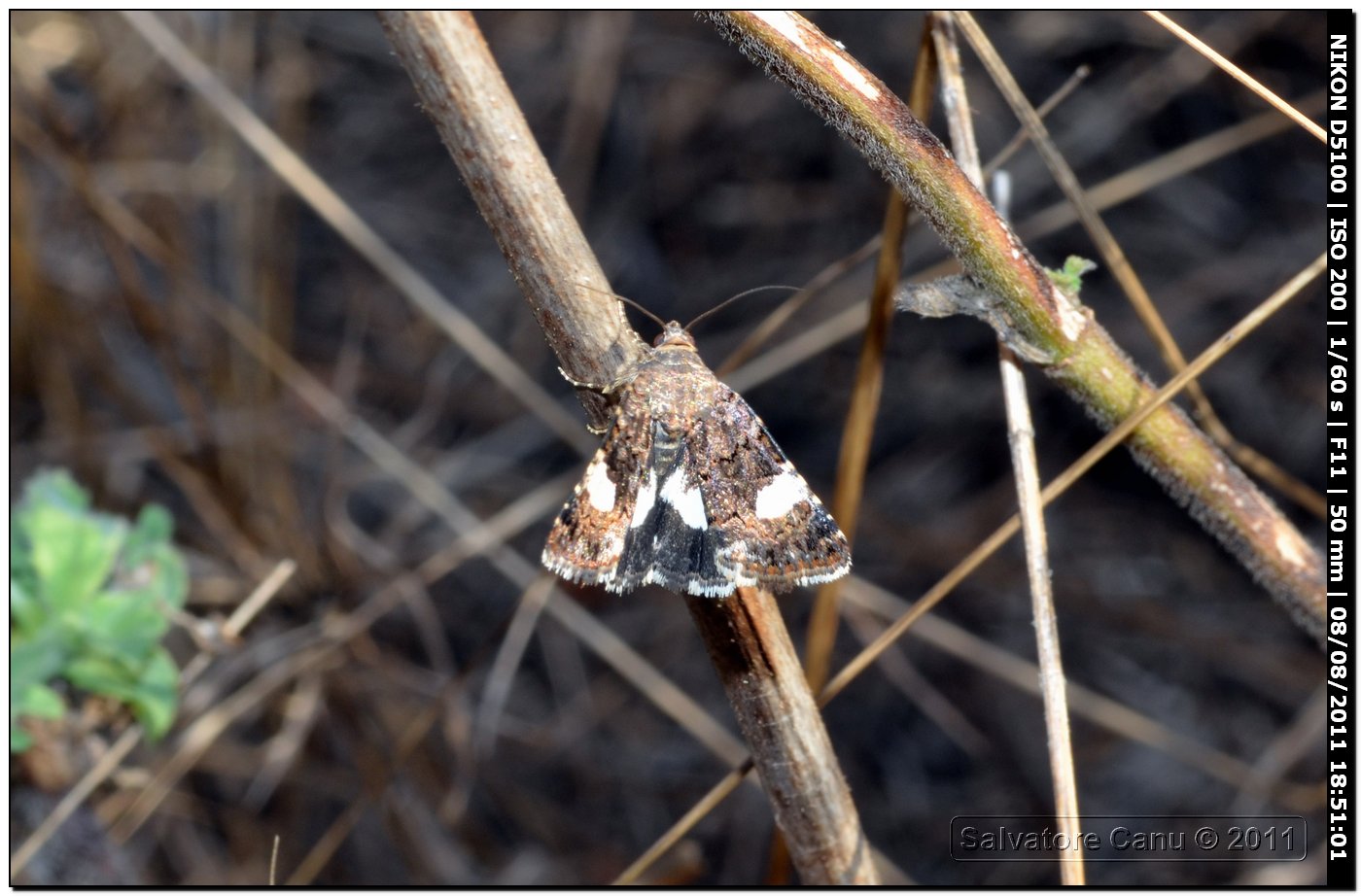 Id. Geometridae