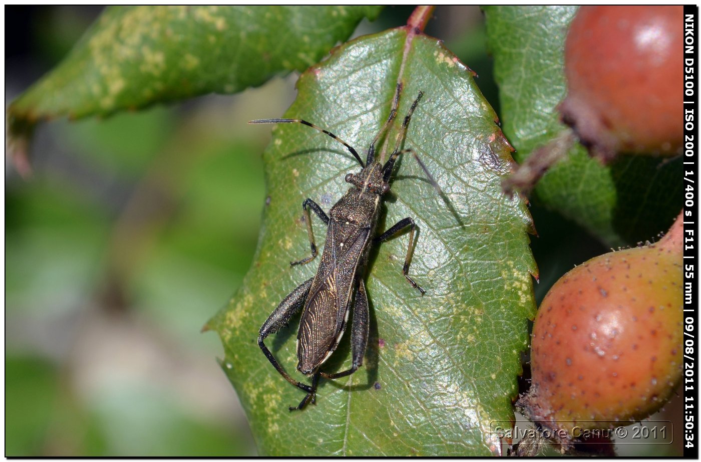 Camptopus lateralis, riflessi dorati