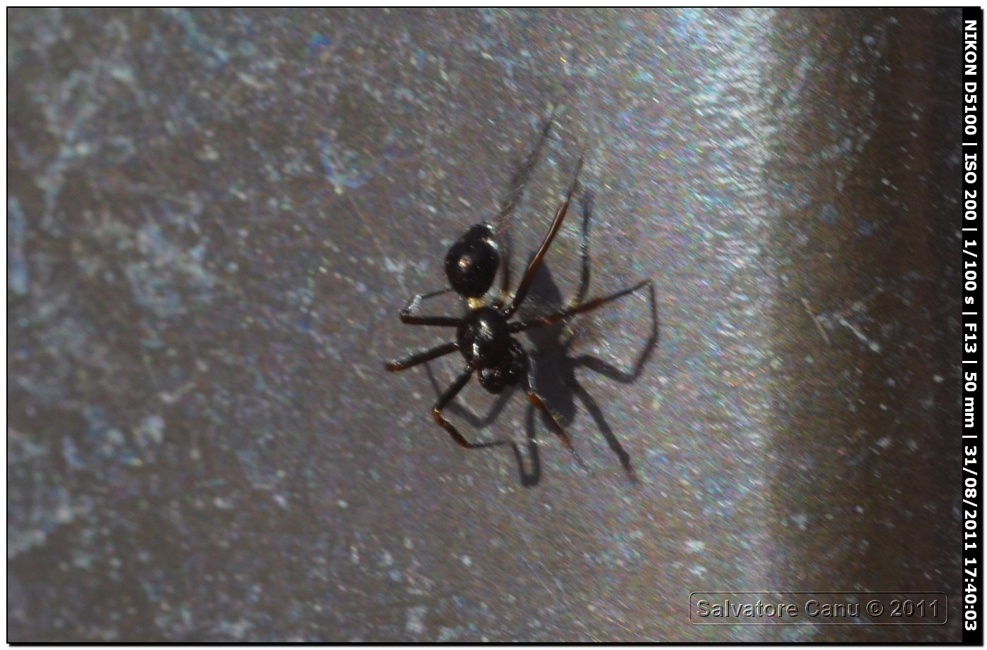 Euryopis sp.