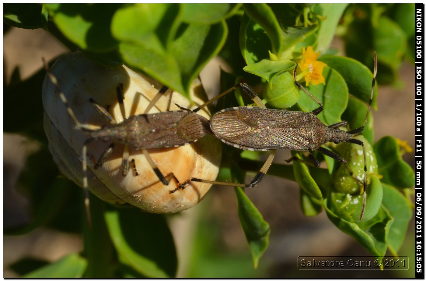 Stenocephalidae, Dicranocephalus albipes