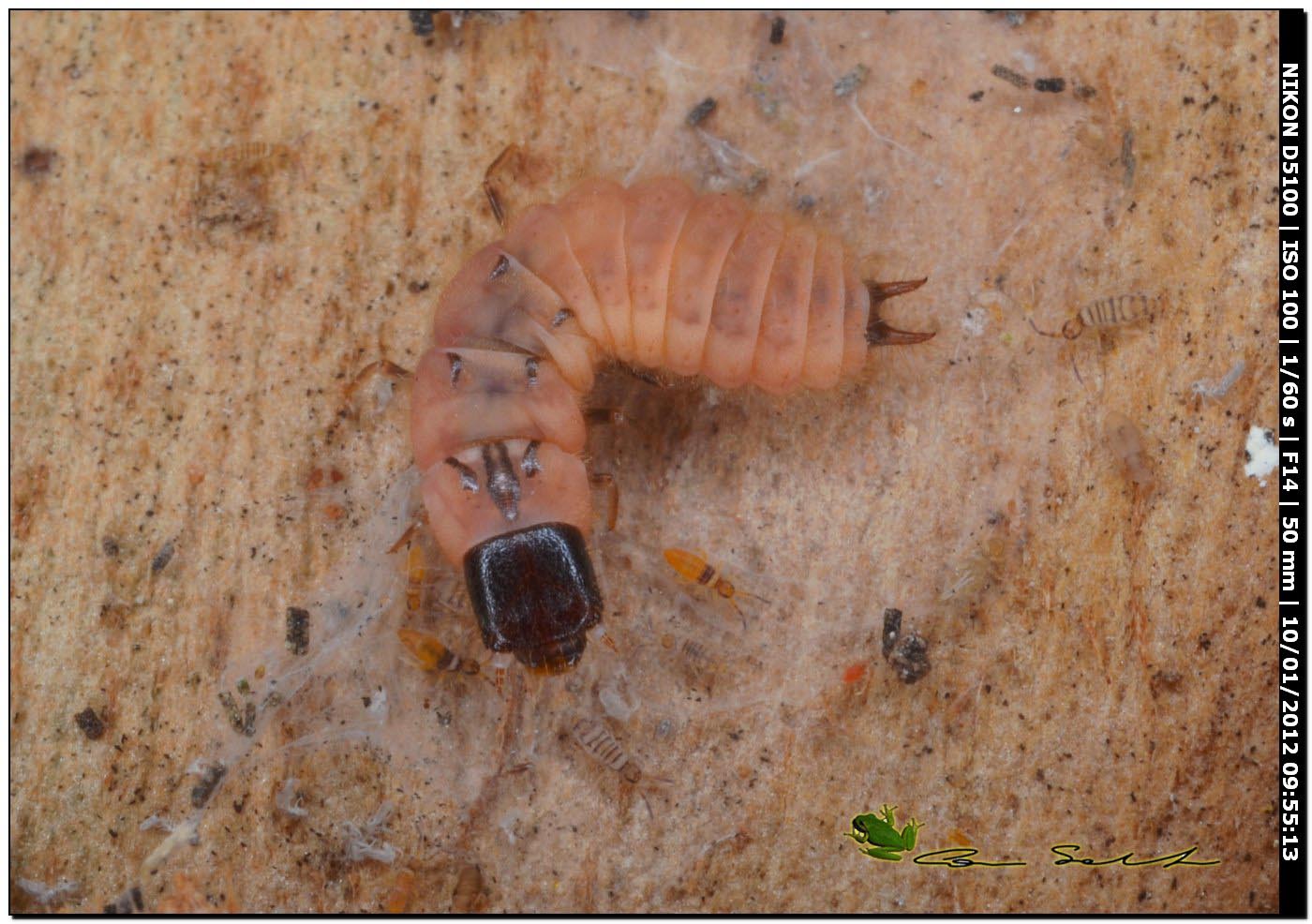 Larva di Malachiidae