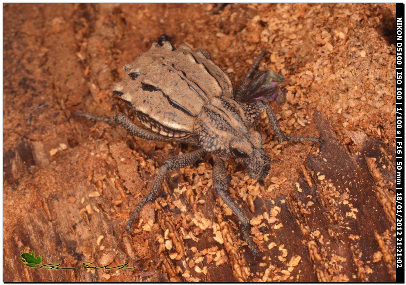 Brachyceridae: Brachycerus albidentatus?  S !