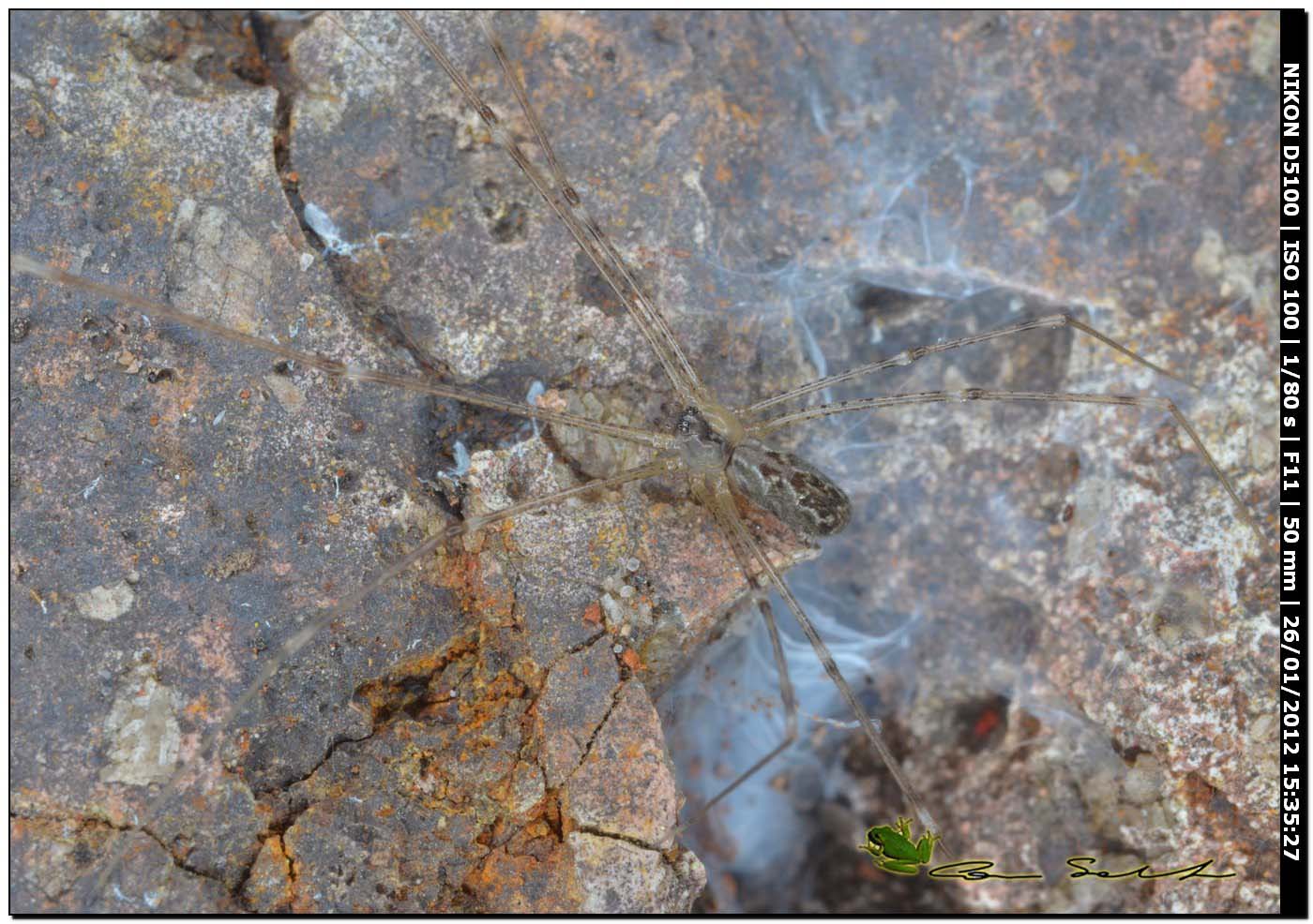 Holocnemus pluchei