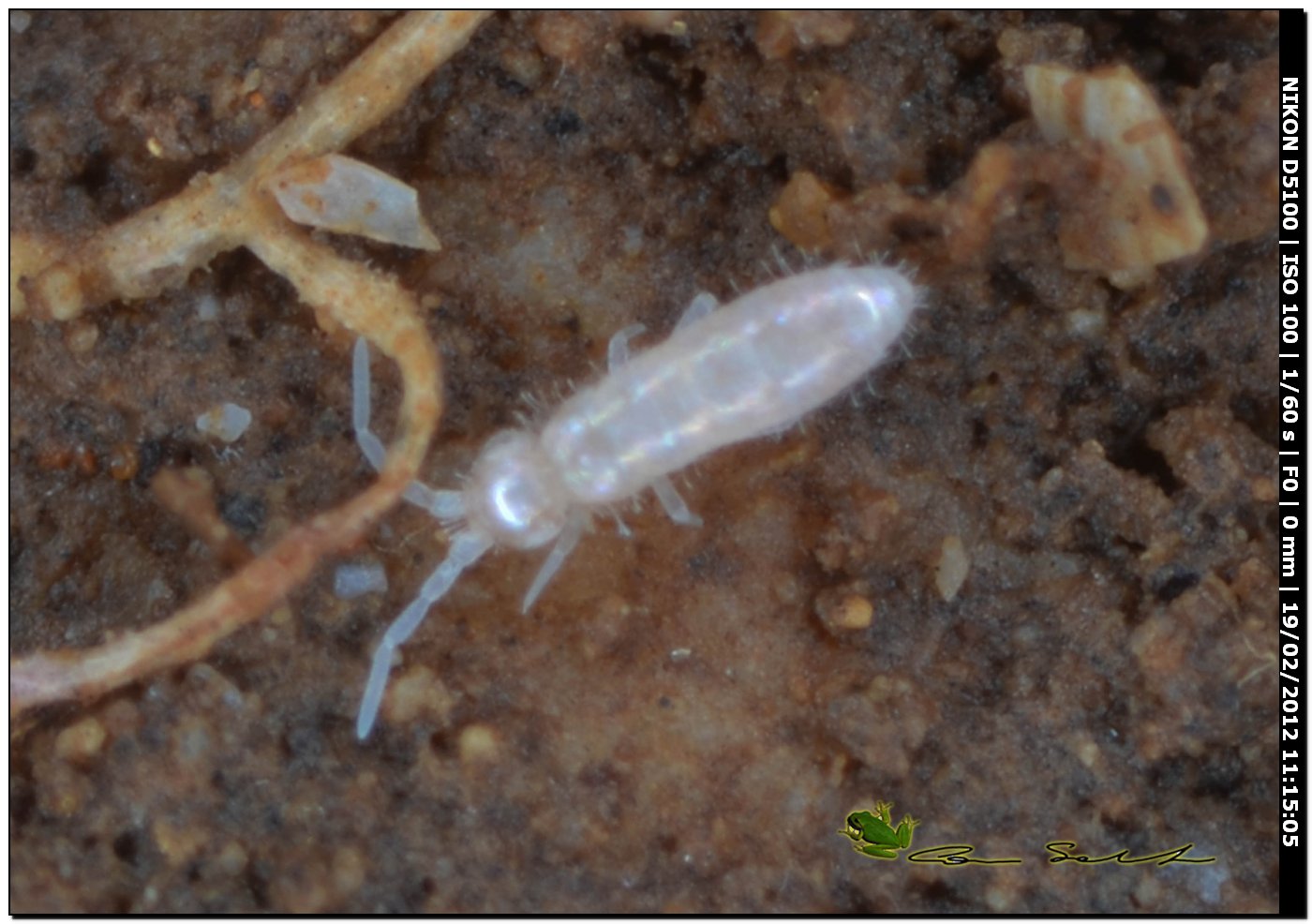 Collembolo da Usini