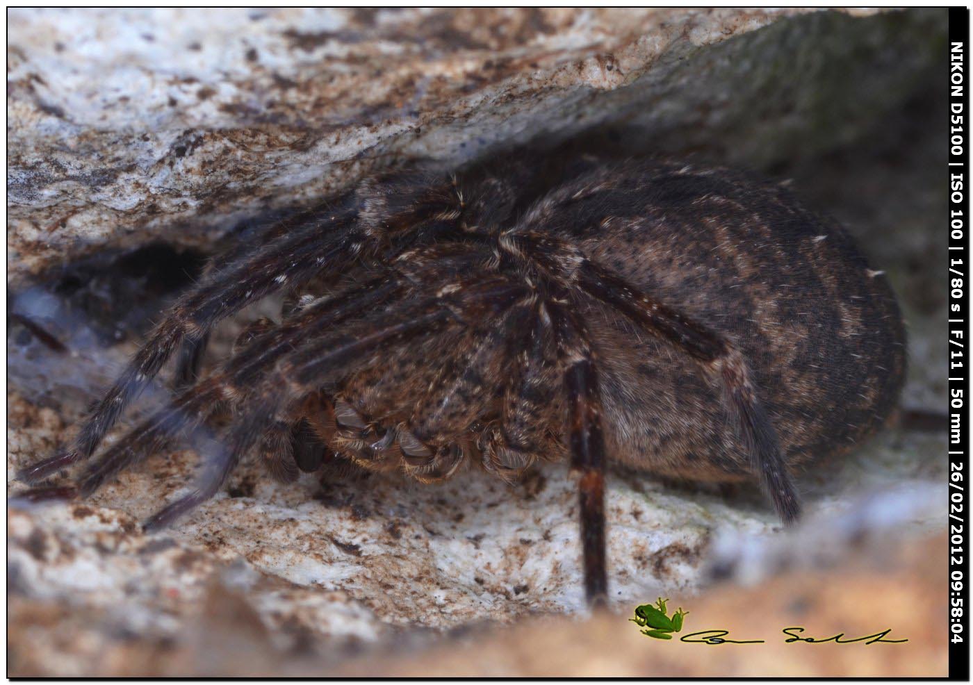Zoropsis sp.