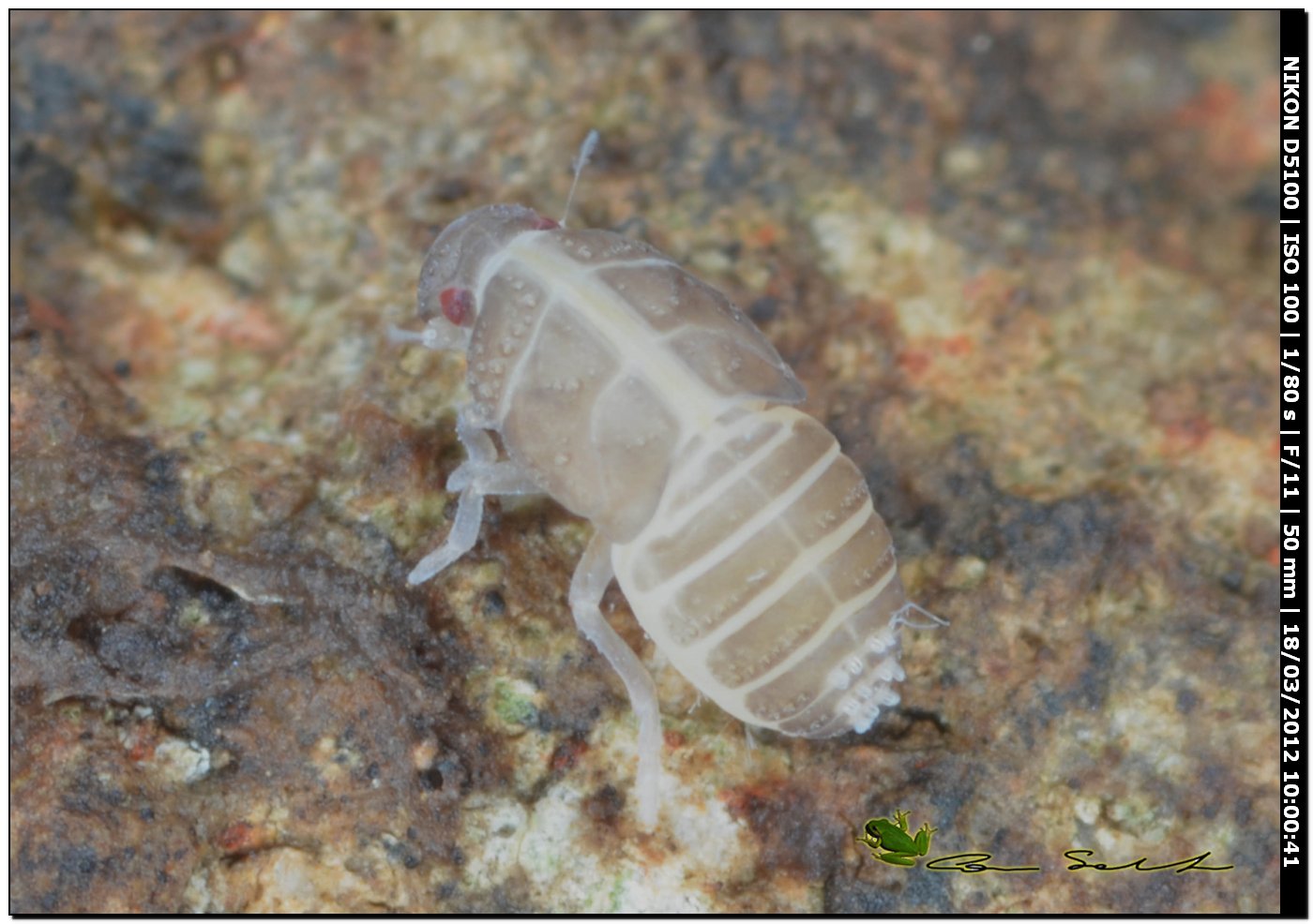 Ninfe di Cixiidae da Bessude