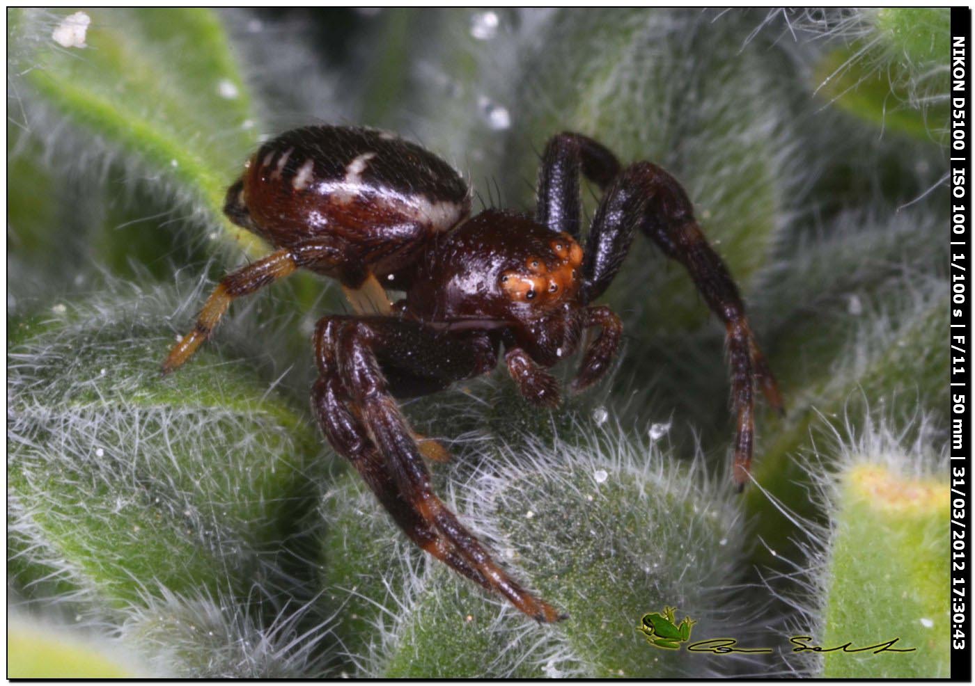 Synema globosum ♂