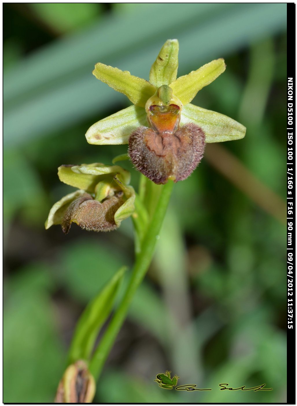 Orchidea da Usini, sfiorita?