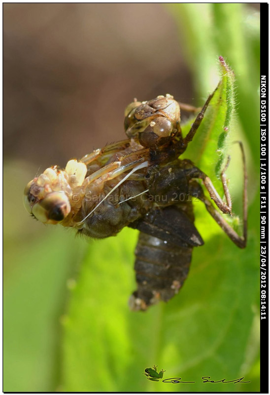Crocothemis erythraea, metamorfosi
