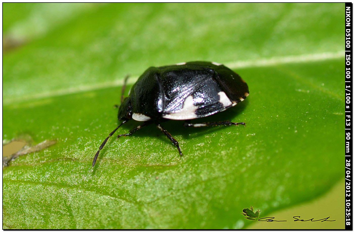 Cydnidae: Tritomegas sexmaculatus della Sardegna (SS)