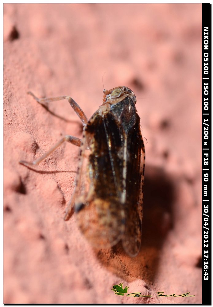 Cixius sp.?