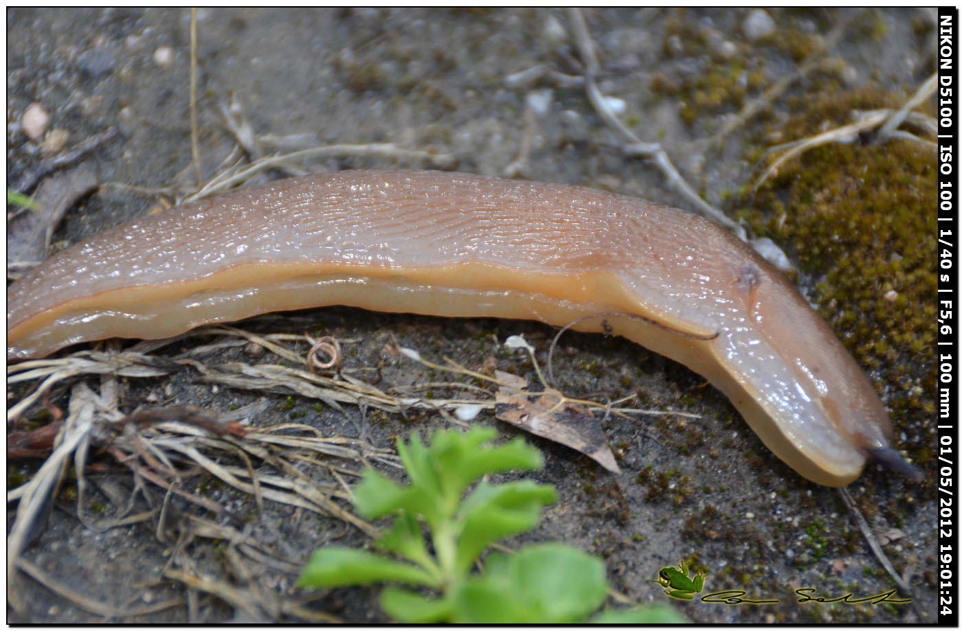 Limax gruppo corsicus da Ittiri (marrone)