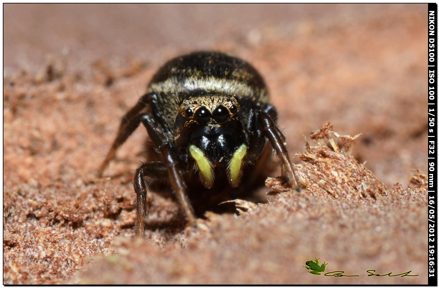 Heliophanus sp.