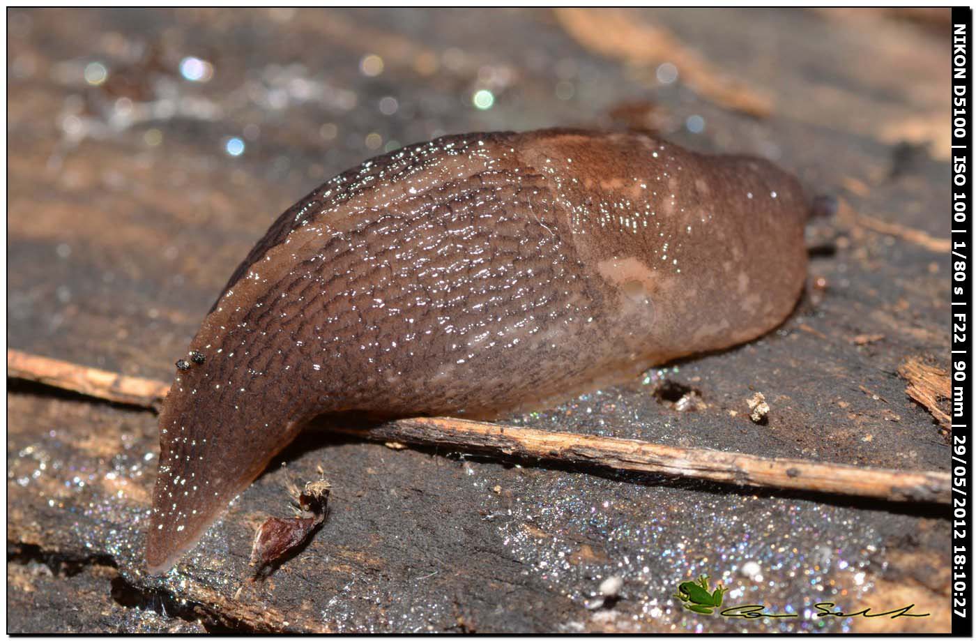 Limax gruppo corsicus?