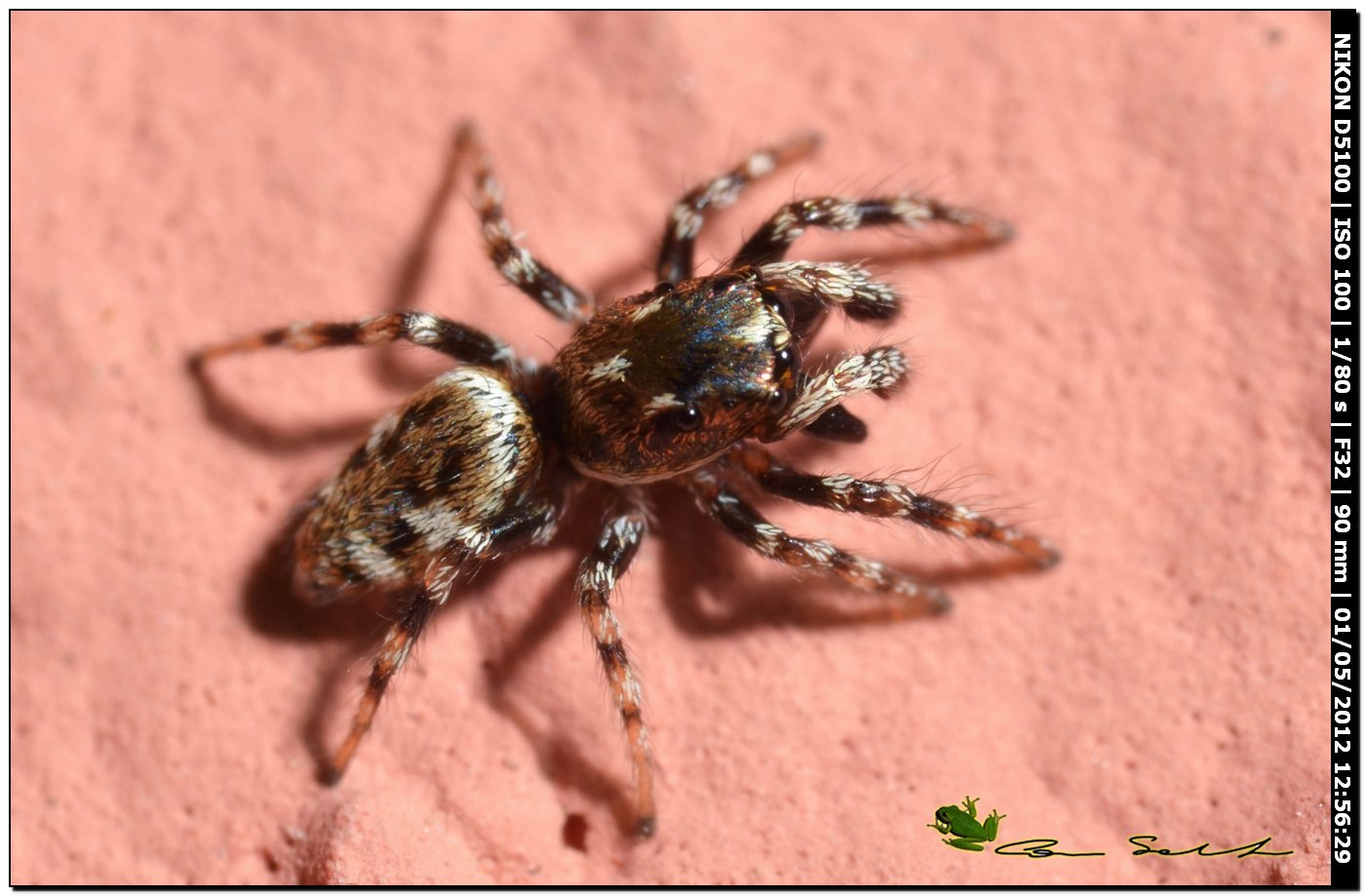 Salticus sp.