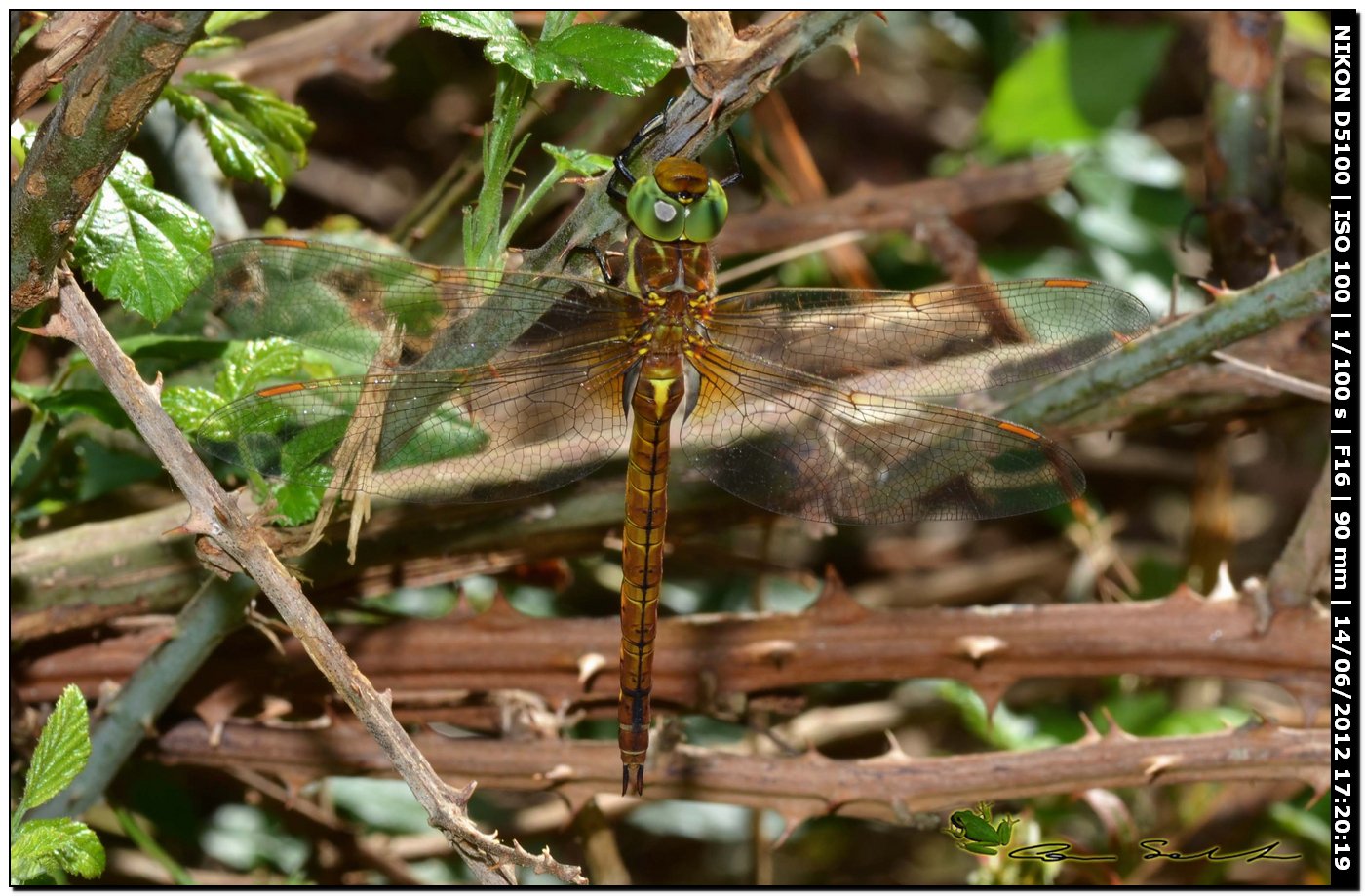 Aeshna Isosceles ♂