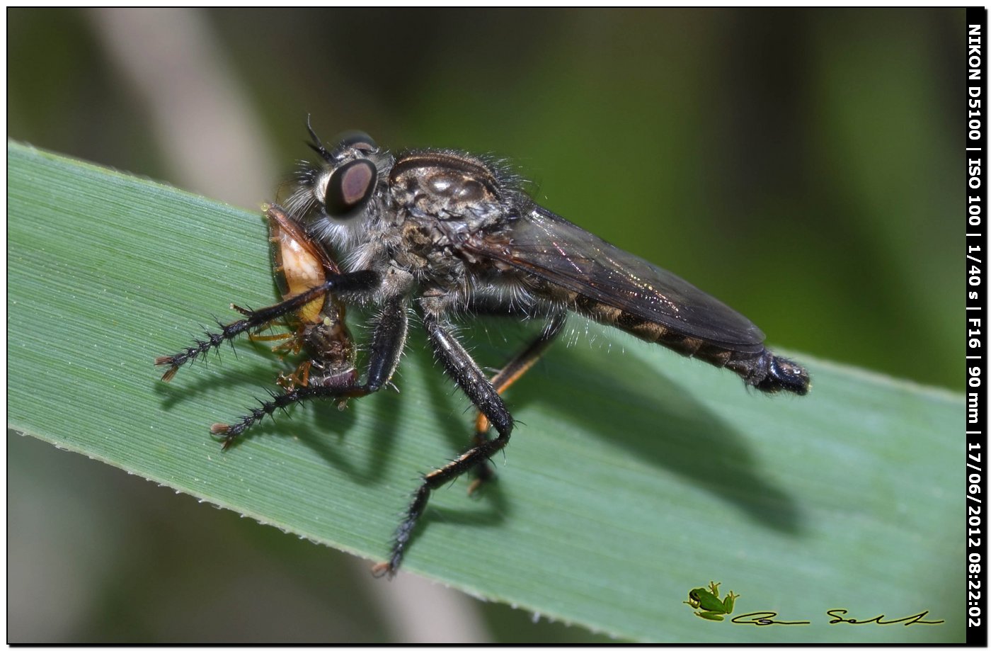 Asilidae da id.