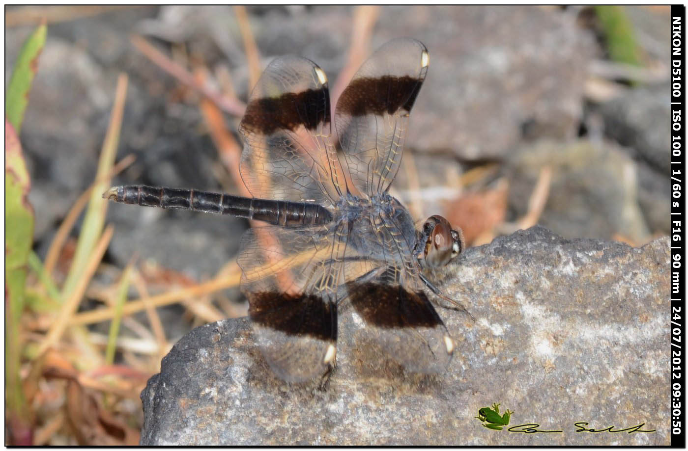 Brachythemis impartita ♂ - ex B. leucosticta