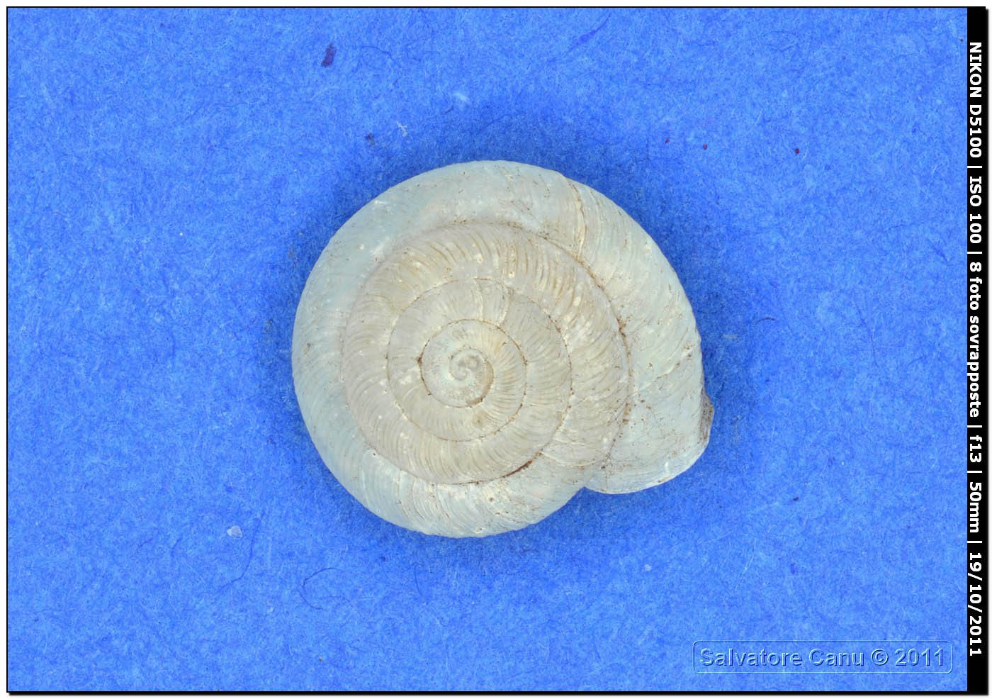 Caracollina (Caracollina) lenticula