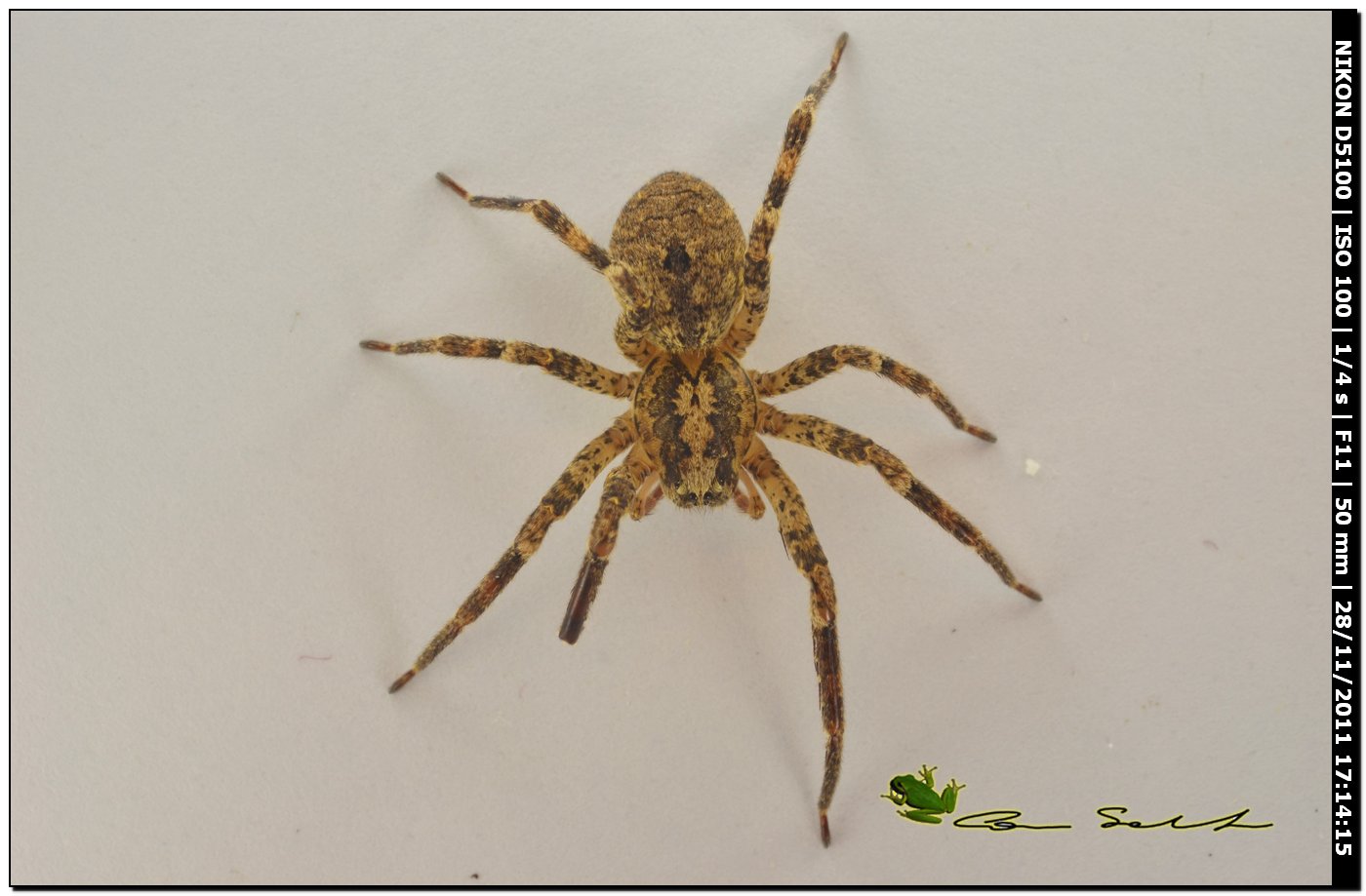 Zoropsis sp.