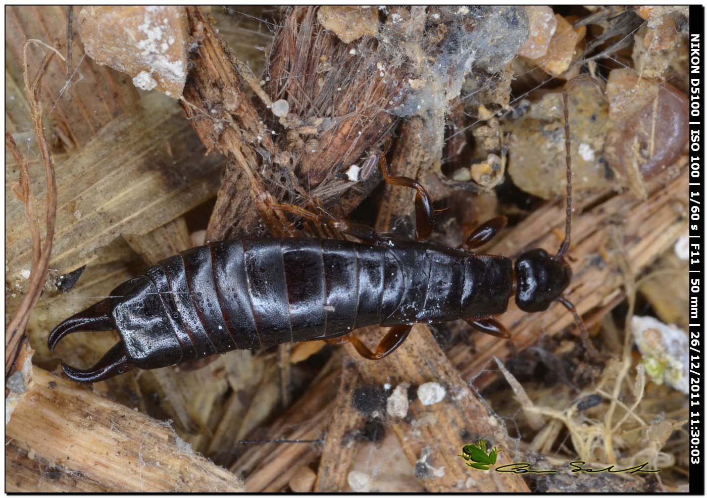 Maschio di Euborellia moesta