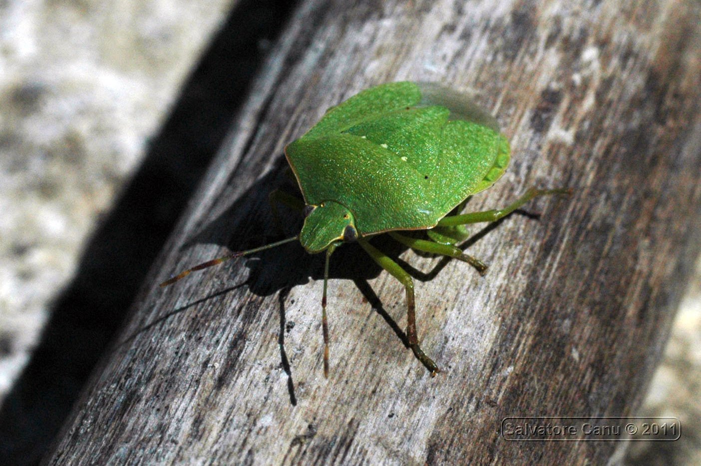 Pentatomidae: Nezara viridula di Tissi (SS)