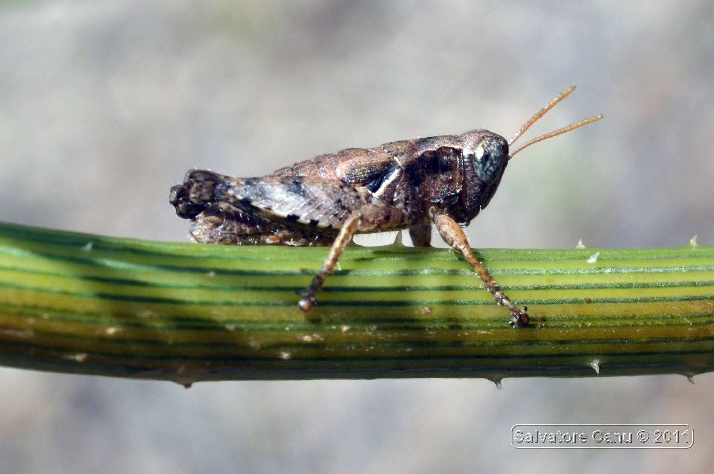 cavalletta da determinare