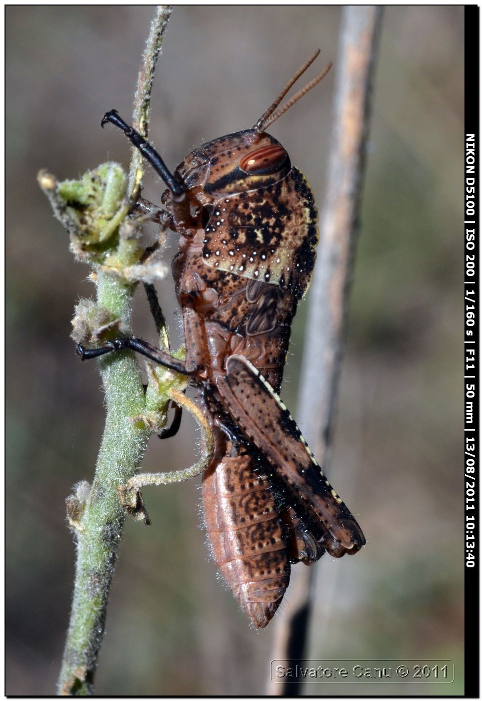 Anacridium aegyptium