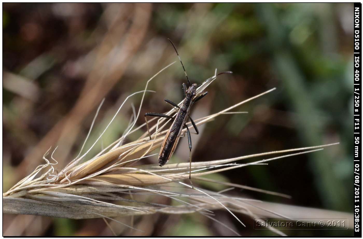 Alydidae: Micrelytra fossularum della Sardegna (SS)