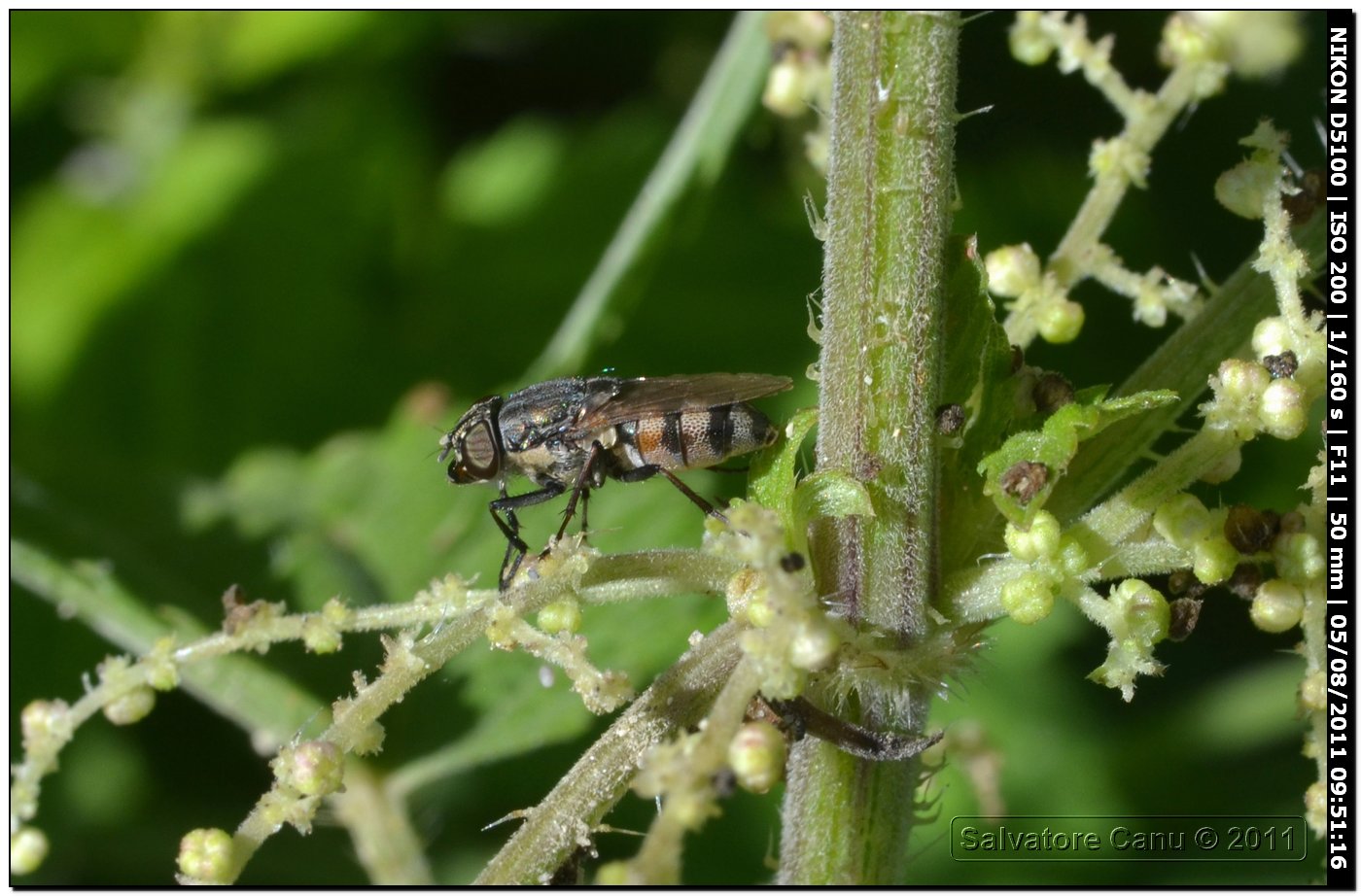 Stomorhina lunata ♀ (Calliphoridae)