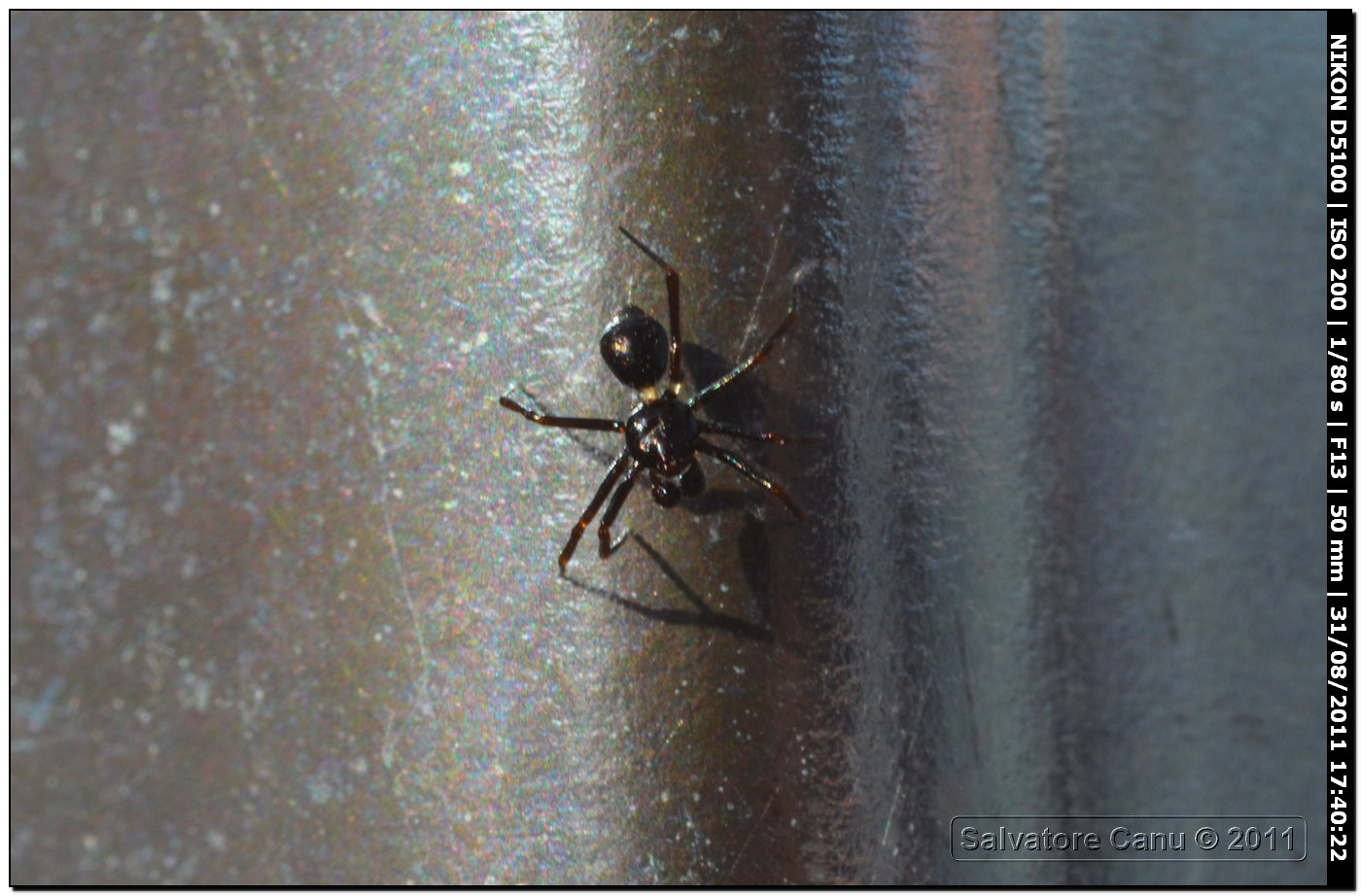 Euryopis sp.