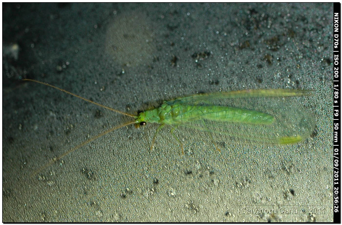 Chrysopa formosa