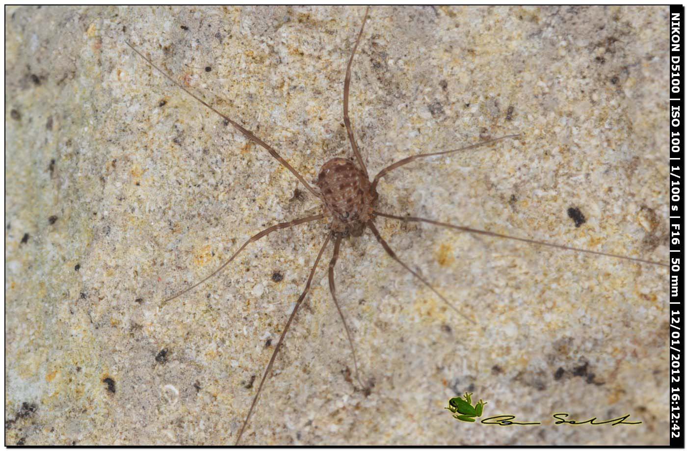 opilione sardo: Nelima sp.