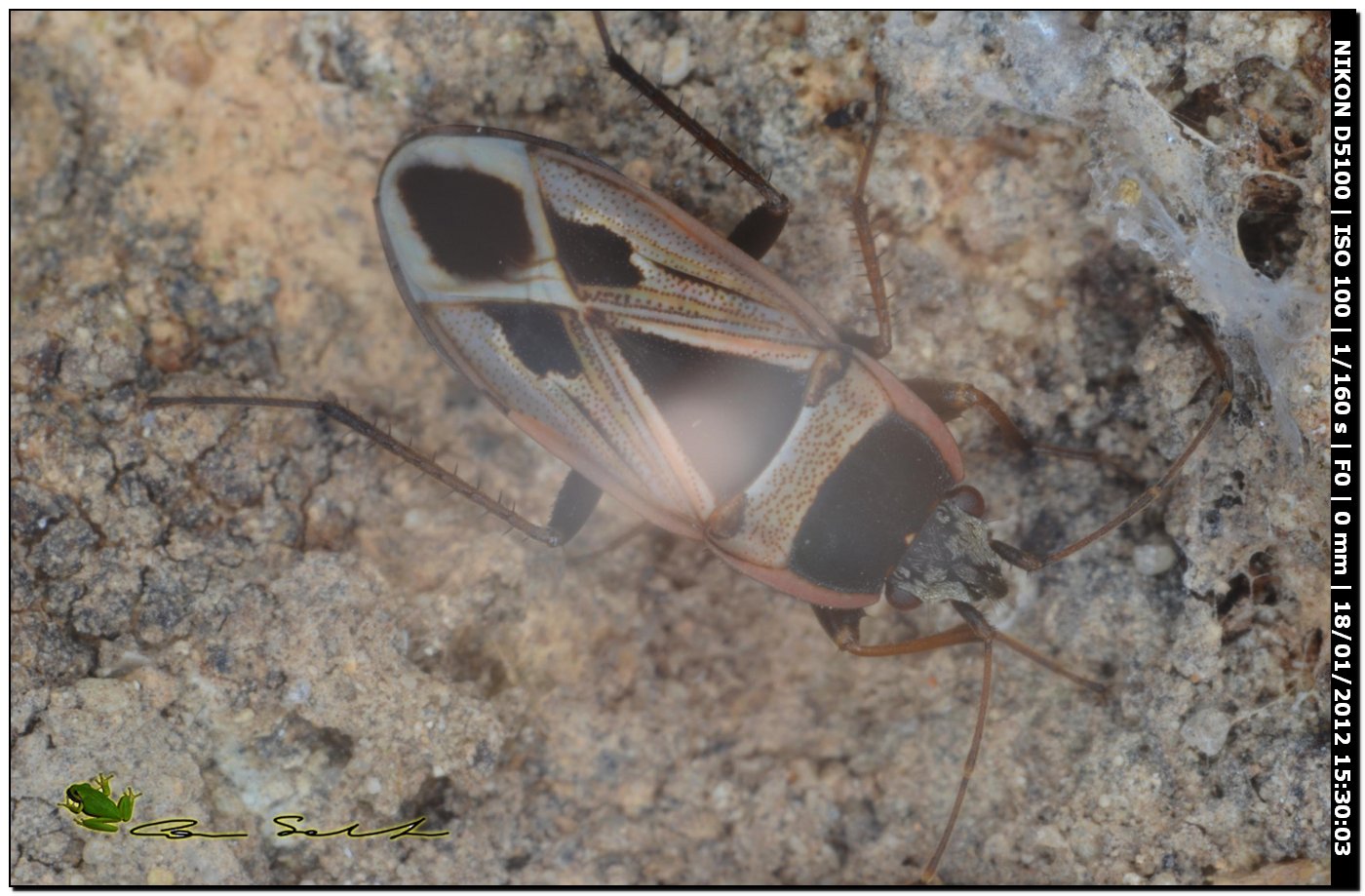 Lygaeidae: Xanthochilus saturnius