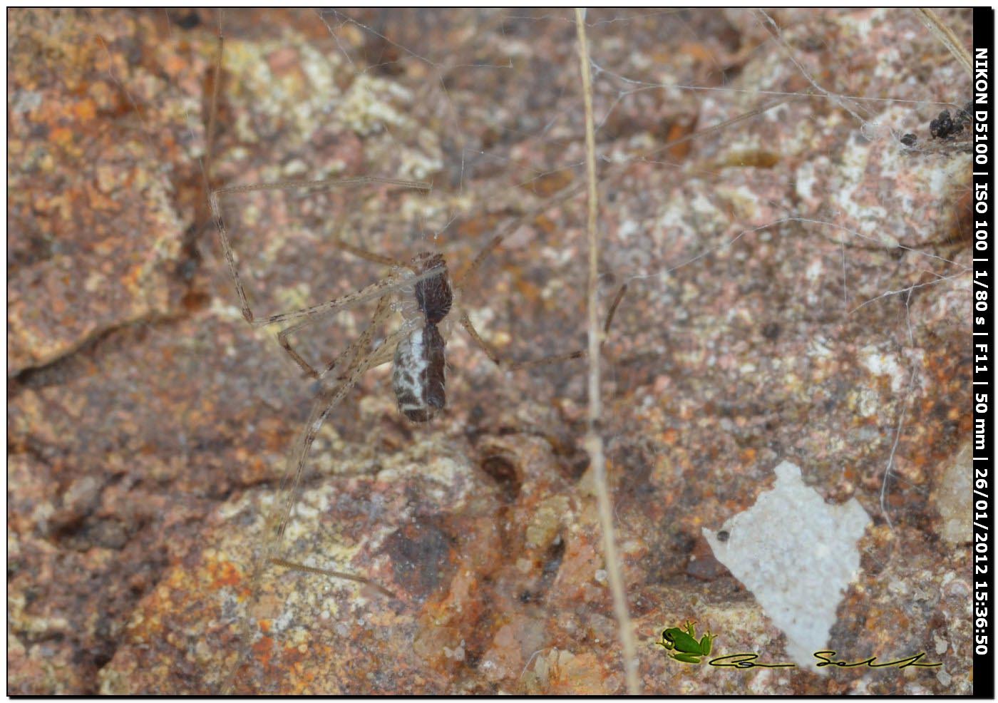 Holocnemus pluchei